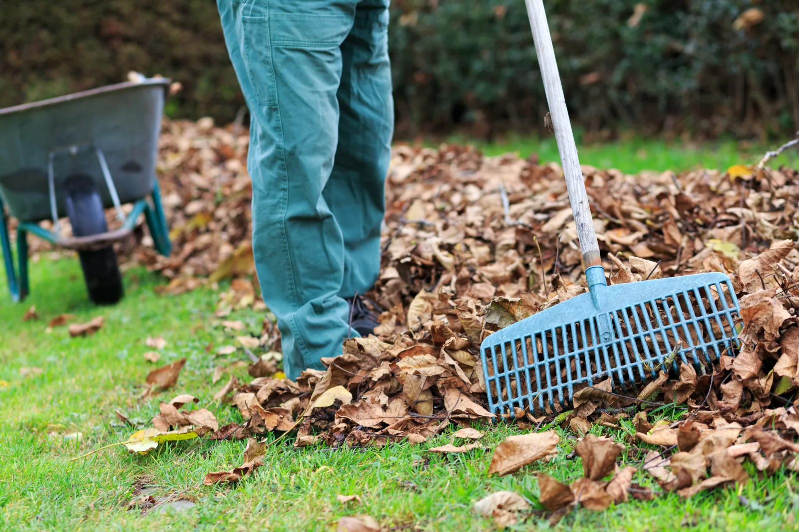 Herbstlaub wird auf einer Rasenfläche zusammengerecht